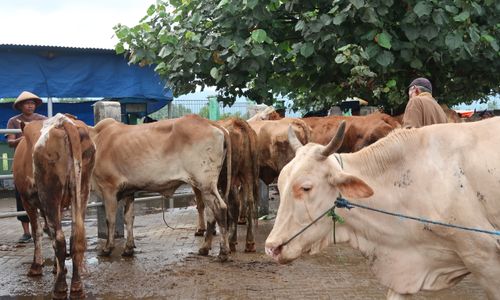 Sapi di pasar hewan 