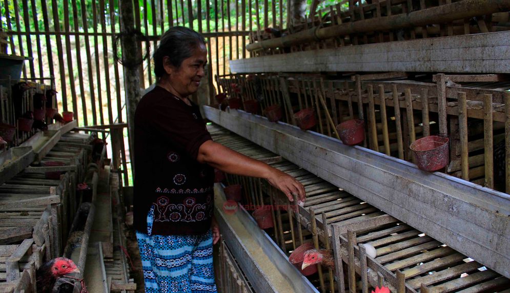 Usaha beternak telur ayam/M Hendra/KabarMinang.id