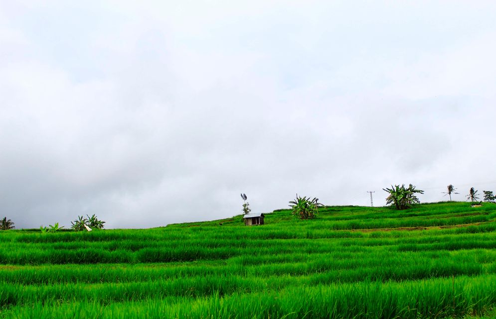 Hamparan sawah di Kabupaten Tanah Datar/Foto: M Hendra/KabarMinang.id