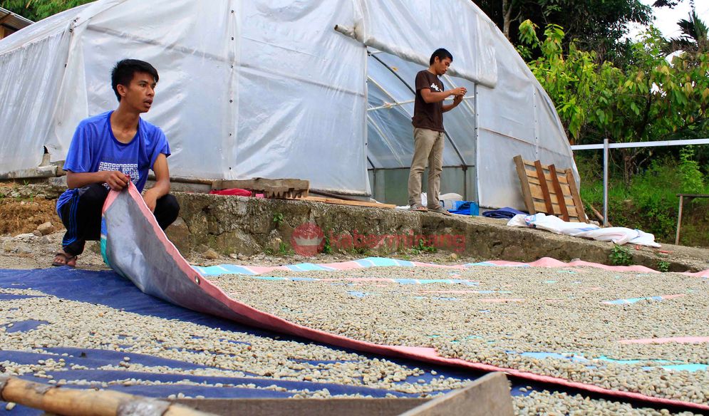 Proses penjemuran Kopi Solok Radjo/Foto: M Hendra/KabarMinang.id