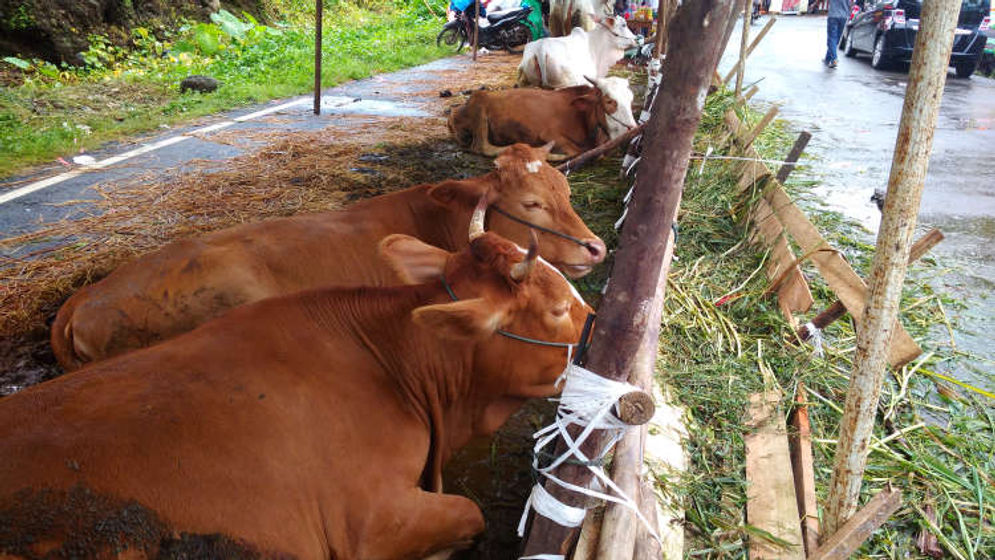 Ilustrasi sapi kurban/Foto: M Hendra/KabarMinang.id