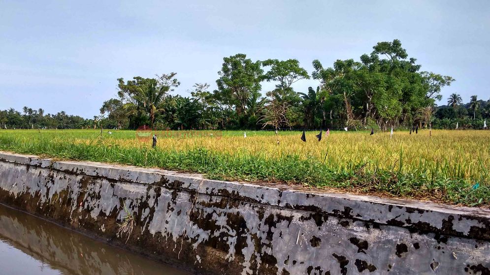 Hamparan sawah di Kabupaten Pesisir Selatan/Foto: M Hendra/KabarMinang.id