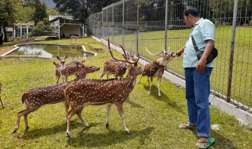 Rusa totol di kawasan PT Semen Padang yang diboyong dari Istana Bogor kini berkembang biak/Foto: Ist