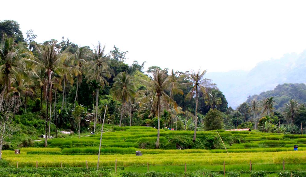 Hamparan sawah di daerah Kabupaten Solok/Foto: M Hendra/KabarMinang.id