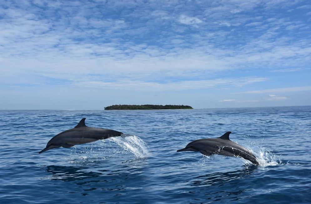 Ilustasi lumba-lumba yang terpantau di Kawasan Konservasi Perairan Nasional (KPPN) Pulau Pieh/Foto: Satker TWP Pulau Pieh