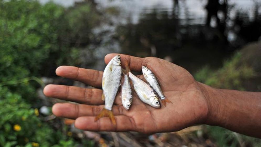 Ikan bilih merupakan ikan endemik dari Danau Singkarak/Foto: ANTARA/Iggoy el Fitra