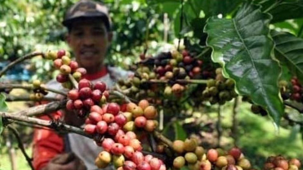 Tahun ini serapan produksi kopi arabika tidak maksimal akibat pandemi Covid-19.