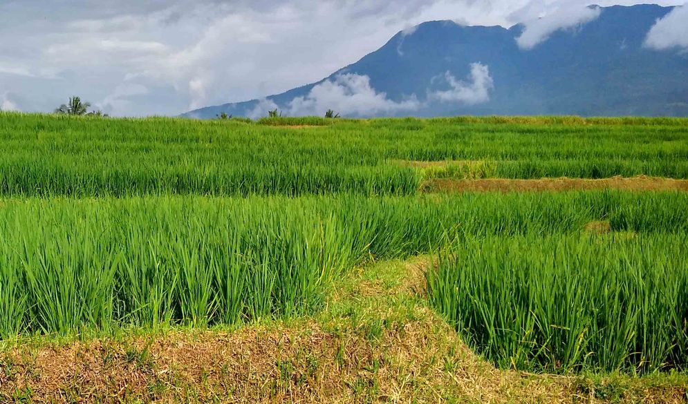 Ilustrasi lahan sawah yang berada di Kabupaten Solok/Foto: M Hendra/KabarMinang.id