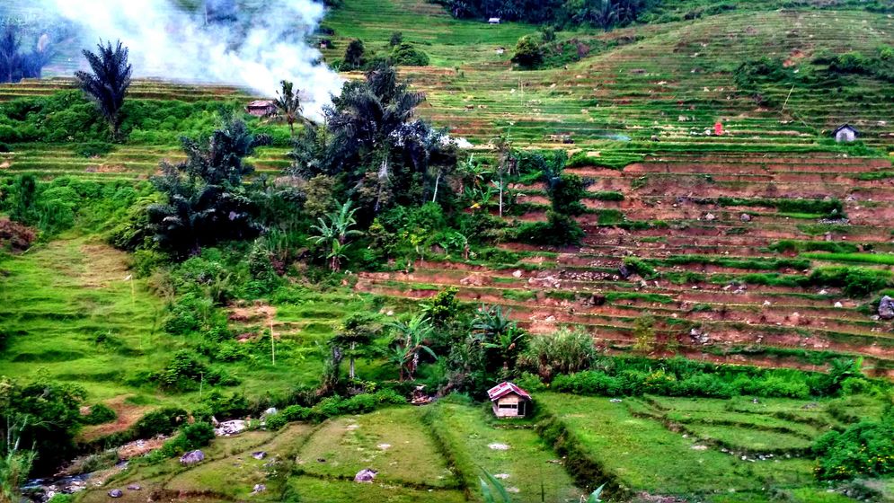 Hamparan sawah yang ada di Kota Padang/Foto: M Hendra/KabarMinang.id