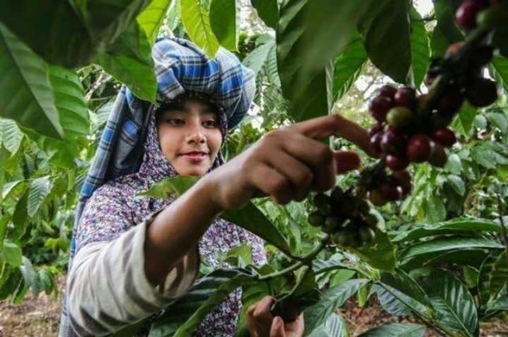 Petani kopi Arabika di Jember mendapatkan kredit usaha dari Bank UMKM.