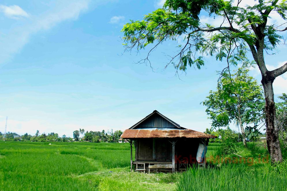 Ilustrasi hamparan sawah di Kota Padang/Foto: M Hendra/KabarMinang.id