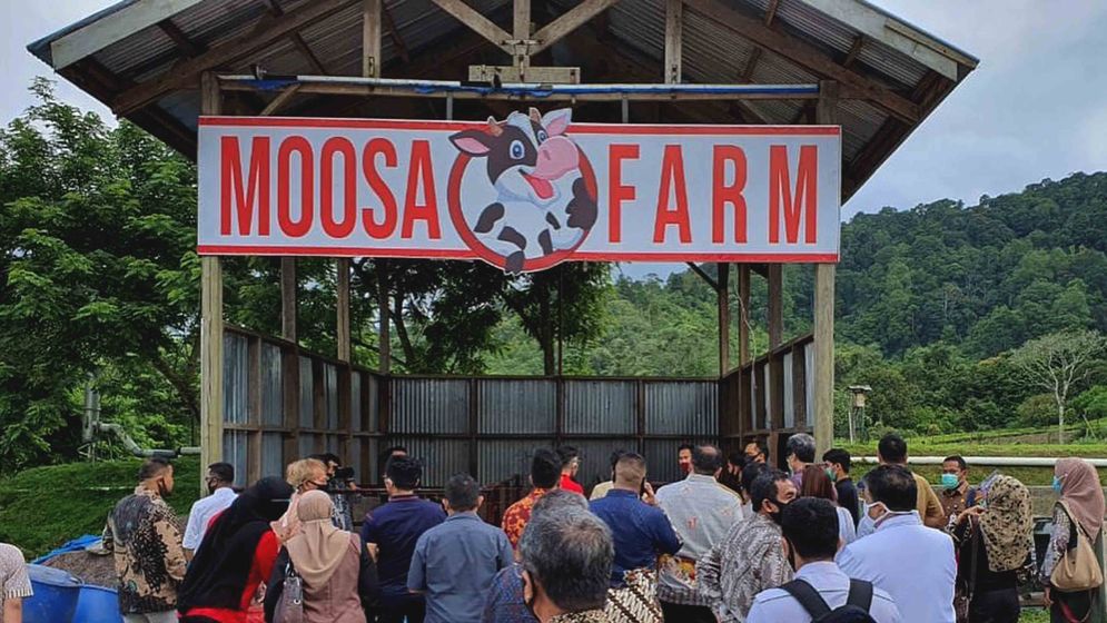 Peternakan Moosa Farm yang ada di Kabupaten Solok/Foto: Ist