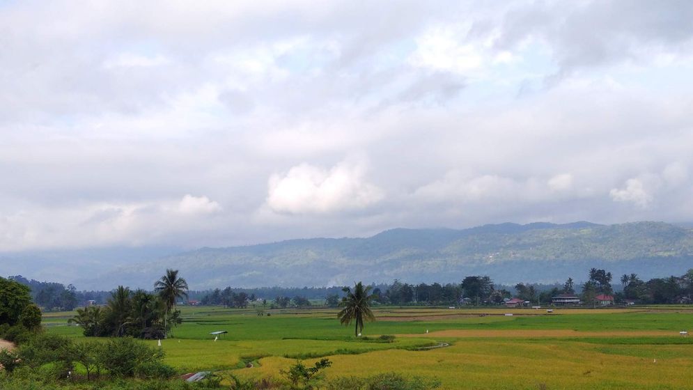 Hamparan sawah yang ada di Singkarak, Kabupaten Solok/Foto: M Hendra/KabarMinang.id