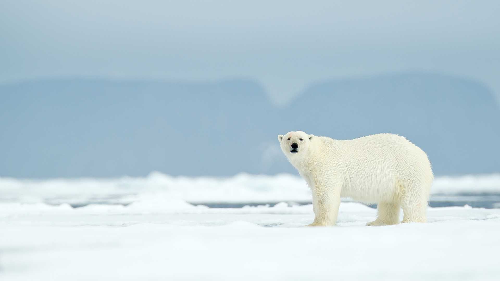 <p>Ilustrasi: Beruang Kutub/ fotoL Live Science</p>
