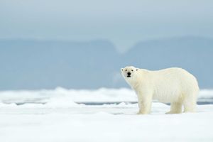 <p>Ilustrasi: Beruang Kutub/ fotoL Live Science</p>