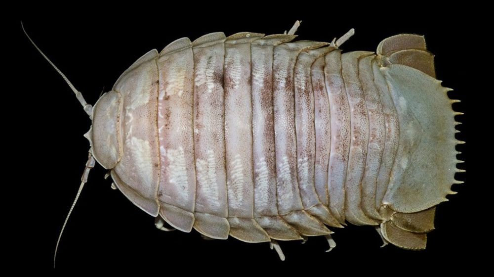 <p>Kecoak Laut Raksasa yang ditemukan oleh peneliti LIPI. / Lipi.go.id</p>
