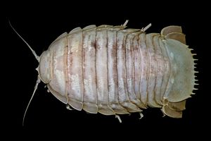 <p>Kecoak Laut Raksasa yang ditemukan oleh peneliti LIPI. / Lipi.go.id</p>
