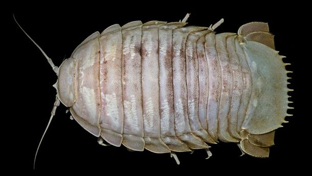 &#8216;Monster Kecoak Laut&#8217; Ditemukan di Pantai Selatan Jawa