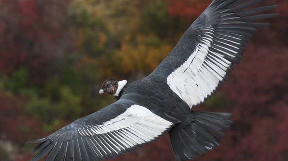 <p>Condor Andean/Twitter</p>
