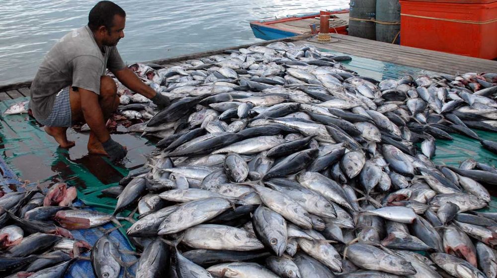 <p>Ilustrasi: Hasilperikanan/kkp.go.id</p>
