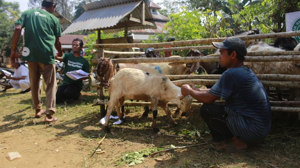 <p>Peternak Hewan Kurban/ Sumber: Dompet Dhuafa</p>
