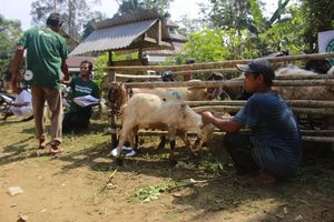 <p>Peternak Hewan Kurban/ Sumber: Dompet Dhuafa</p>