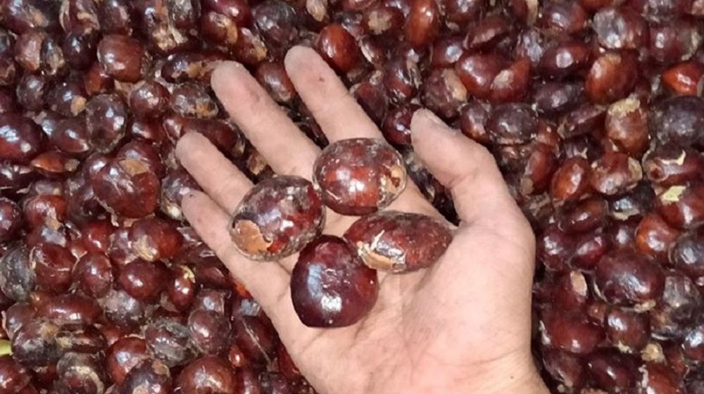 <p>Harga jengkol meroket. / Facebook</p>