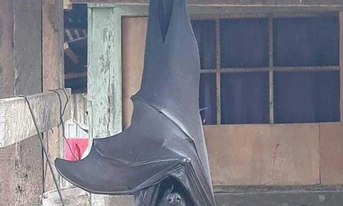 <p>Foto: Twitter</p>
