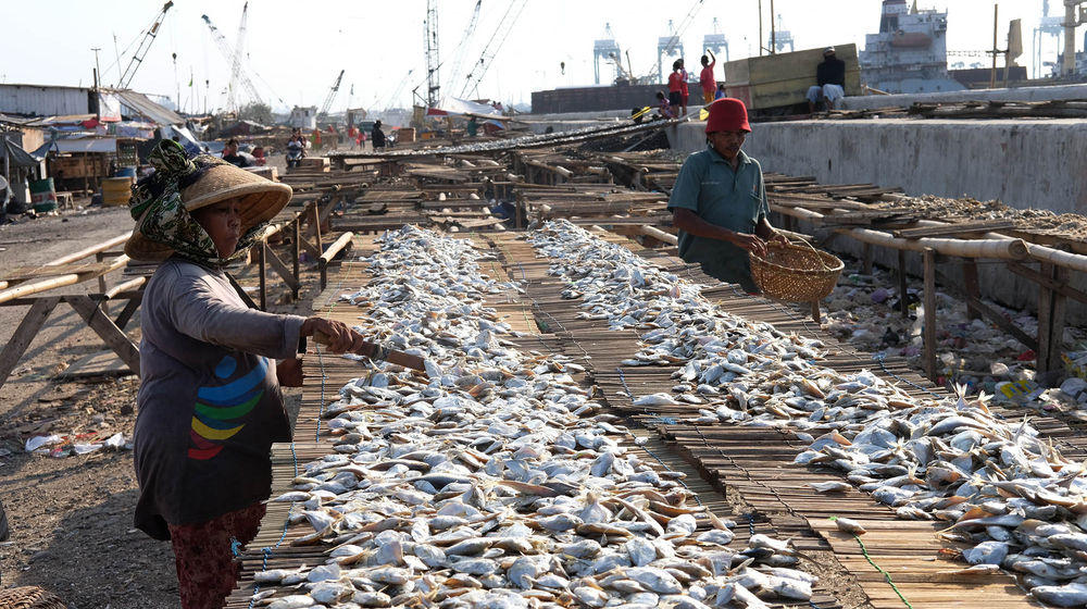 <p>Nelayan menjemur ikan hasil laut di perkampungan nelayan kawasan Cilincing, Jakarta Utara, Minggu, 26 Juli 2020. Warga dan nelayan mengaku dampak pembatasan sosial berskala besar (PSBB) akibat pandemi COVID-19 sangat berpengaruh terhadap perekonomian warga pesisir Jakarta Utara. Harga jual hasil laut nelayan merosot tajam, seperti harga jual ikan berkurang hingga setengah harga normal. Foto: Ismail Pohan/TrenAsia</p>
