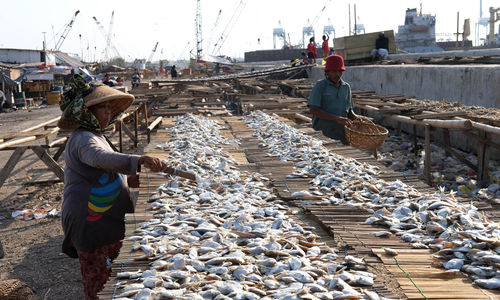 <p>Nelayan menjemur ikan hasil laut di perkampungan nelayan kawasan Cilincing, Jakarta Utara, Minggu, 26 Juli 2020. Warga dan nelayan mengaku dampak pembatasan sosial berskala besar (PSBB) akibat pandemi COVID-19 sangat berpengaruh terhadap perekonomian warga pesisir Jakarta Utara. Harga jual hasil laut nelayan merosot tajam, seperti harga jual ikan berkurang hingga setengah harga normal. Foto: Ismail Pohan/TrenAsia</p>
