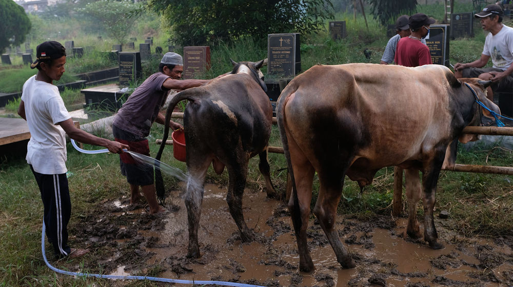 <p>Pekerja memandikan sapi yang akan dijual di lapak hewan kurban di lahan Pemakaman Tionghoa, Tanah Kusir, Jakarta, Jum’at, 24 juli 2020. Menjelang Hari Raya Idul Adha, pedagang memanfaatkan lahan makam untuk menjajakan hewan kurban. Namun pedagang mengaku hanya menyediakan hewan kurban setengahnya dari jumlah tahun sebelumnya karena sepinya minat pembeli di tengah pandemi COVID-19. Foto: Ismail Pohan/TrenAsia</p>
