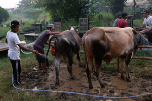 <p>Pekerja memandikan sapi yang akan dijual di lapak hewan kurban di lahan Pemakaman Tionghoa, Tanah Kusir, Jakarta, Jum’at, 24 juli 2020. Menjelang Hari Raya Idul Adha, pedagang memanfaatkan lahan makam untuk menjajakan hewan kurban. Namun pedagang mengaku hanya menyediakan hewan kurban setengahnya dari jumlah tahun sebelumnya karena sepinya minat pembeli di tengah pandemi COVID-19. Foto: Ismail Pohan/TrenAsia</p>