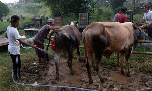 <p>Pekerja memandikan sapi yang akan dijual di lapak hewan kurban di lahan Pemakaman Tionghoa, Tanah Kusir, Jakarta, Jum’at, 24 juli 2020. Menjelang Hari Raya Idul Adha, pedagang memanfaatkan lahan makam untuk menjajakan hewan kurban. Namun pedagang mengaku hanya menyediakan hewan kurban setengahnya dari jumlah tahun sebelumnya karena sepinya minat pembeli di tengah pandemi COVID-19. Foto: Ismail Pohan/TrenAsia</p>