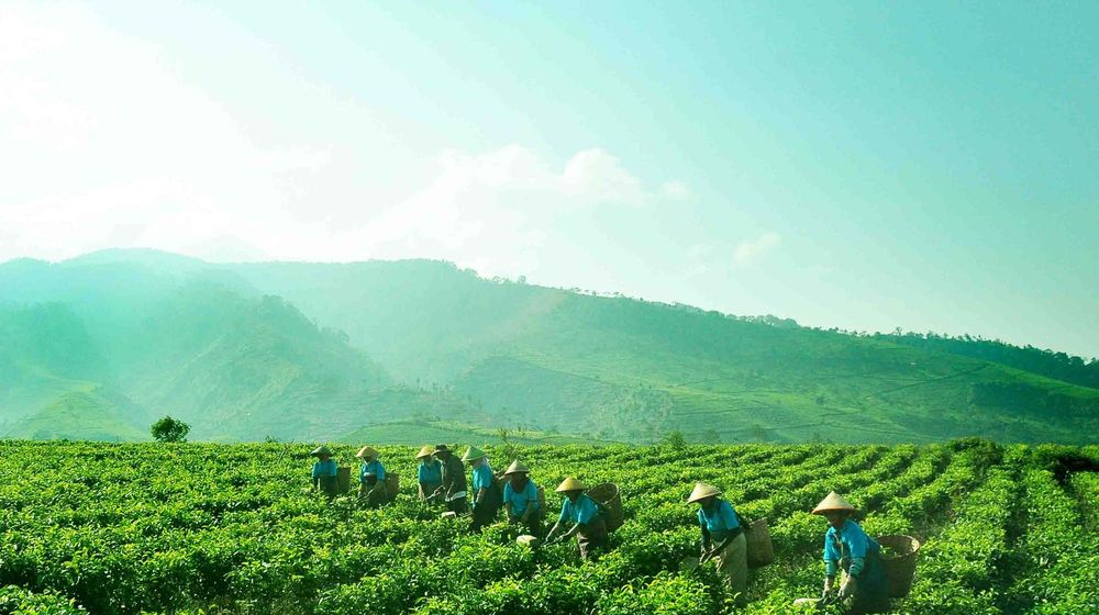 <p>Foto: Perkebunan Nusantara</p>

