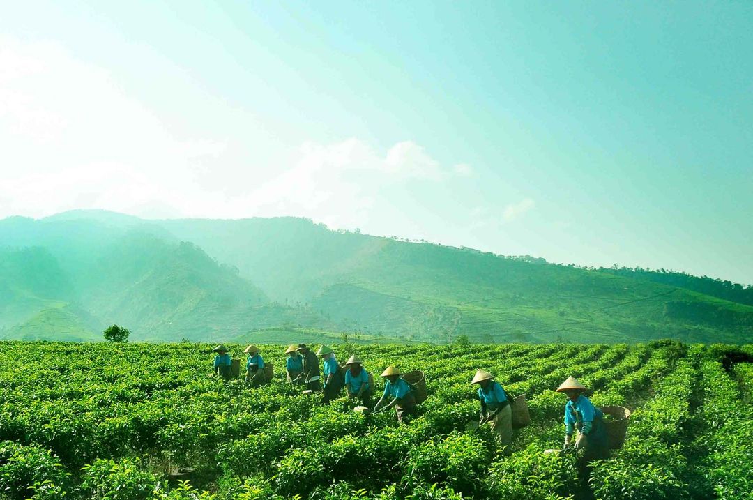 <p>Foto: Perkebunan Nusantara</p>
