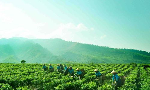 <p>Foto: Perkebunan Nusantara</p>
