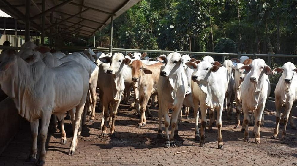 <p>Ilustrasi hewan kurban. / Facebook @KementanRI</p>
