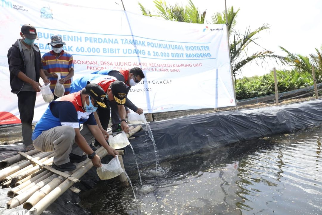 <p>Kegiatan tabur benih Udang Windu dan Ikan Bandeng di Dusun Bondan, Desa Ujung Alang, Kecamatan Kampung Laut, Kabupaten Cilacap, Jawa Tengah. / Dok. Pertamina</p>
