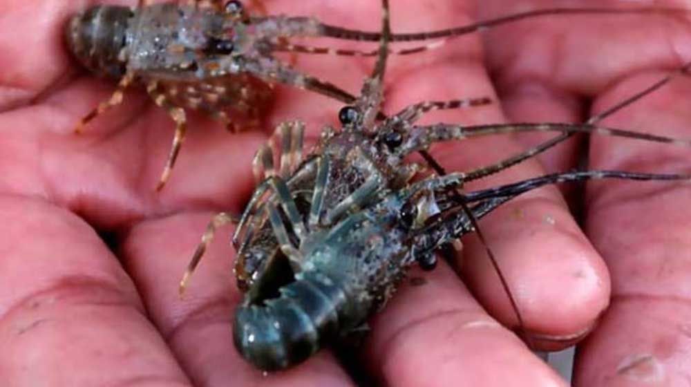 <p>Bibit lobster/foto: Litbang Kemendagri</p>
