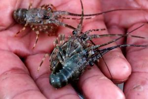 <p>Bibit lobster/foto: Litbang Kemendagri</p>
