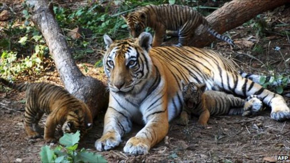 Harimau India.