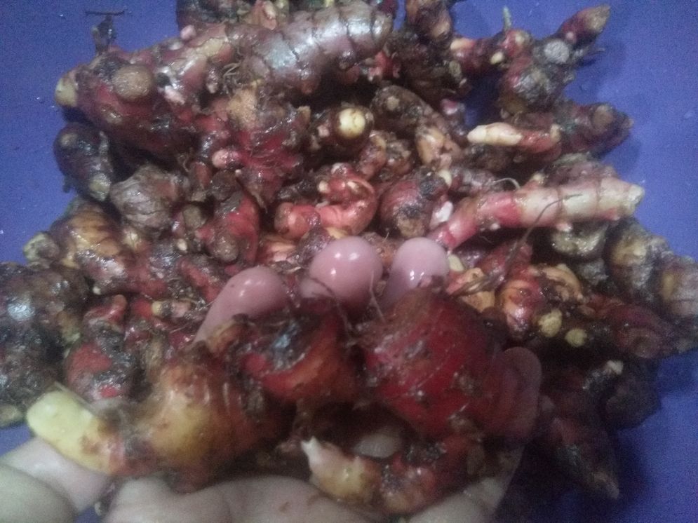 Jahe merah
