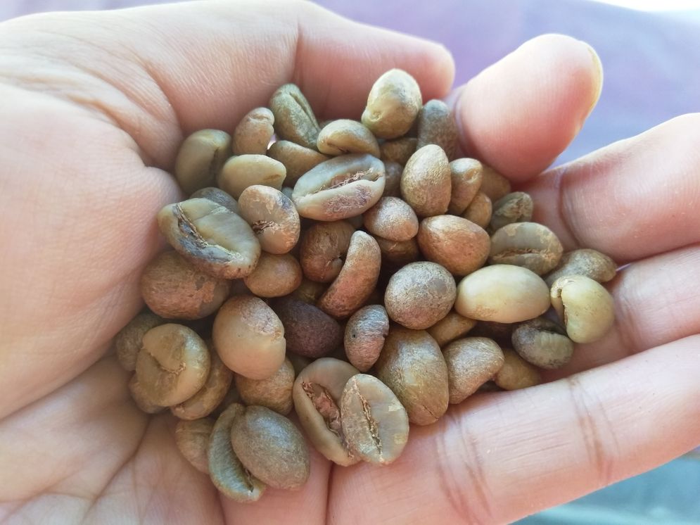 Kopi Robusta Besemah yang siap lakukan proses lanjutan