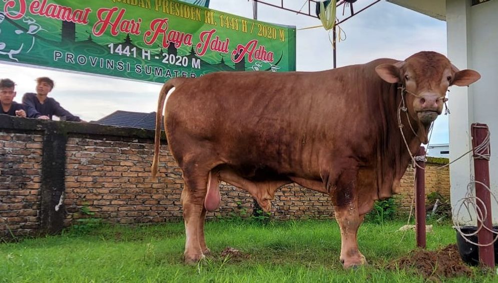 Sapi kurban dengan berat 1,2 ton dari Presiden RI Joko Widodo untuk masyarakat Sumatera Barat/Foto: ist