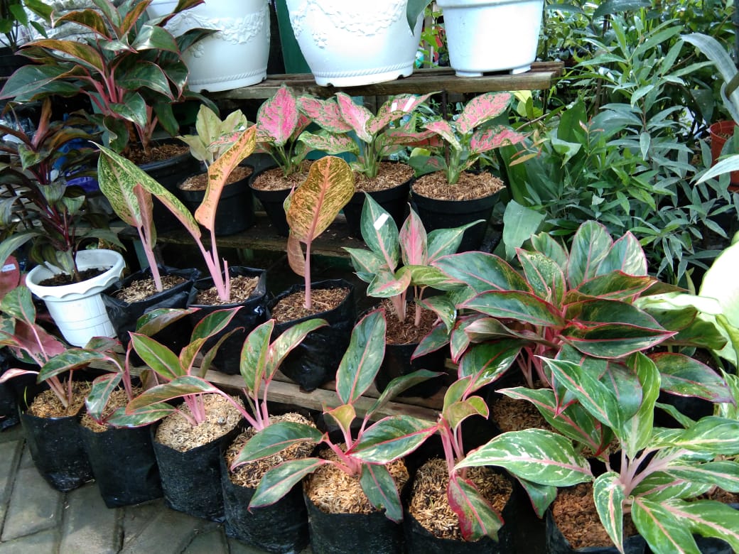 Aglaonema menjadi salah satu tanaman hias paling diburu.