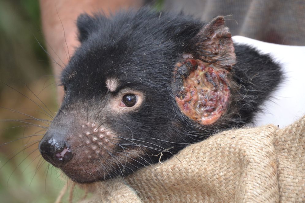 Tasmanian Devil, hewan asli Australia yang berjuang melawan kepunahan karena virus yang menyebabkan kanker wajah.