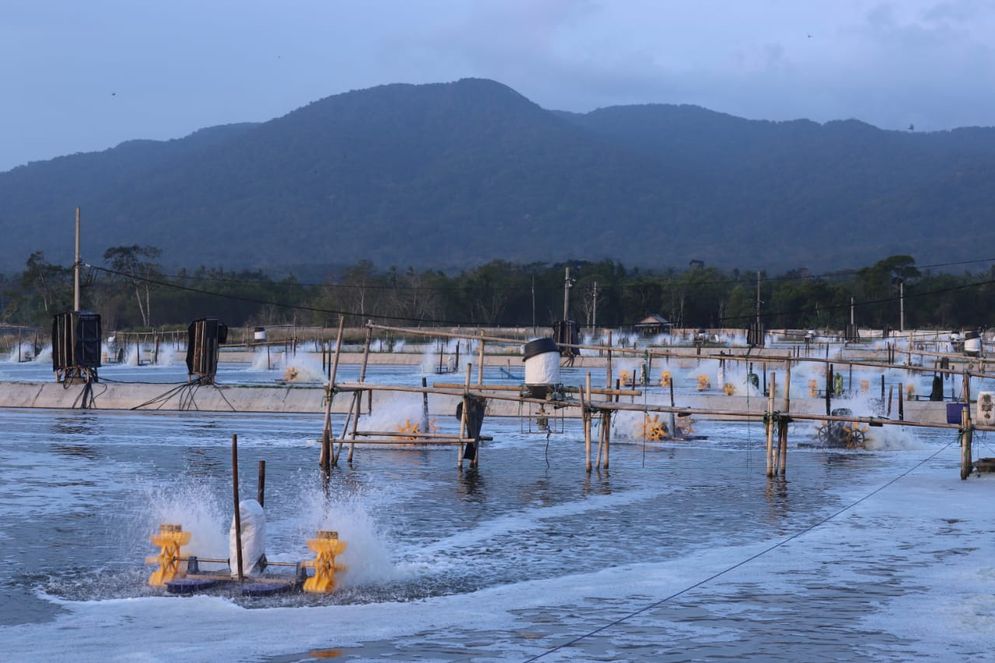 Kawasan tambak udang vaname yang ada di PT Ujung Kulon Sejahtera Makmur Abadi (UKSMA) di Desa Ujung Jaya, Kecamatan Sumur, Pandeglang, Banten/Foto: KKP