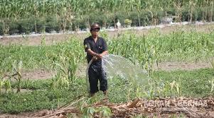 Seorang petani menyiram lahan pertanian secara manual. 200 Hektare lahan di Kaltim terancam gagal  panen. (Ilustrasi)