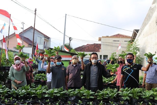 Wakil Walikota Yogyakarta Heroe Poerwadi sedang memanen sayur di Kampung Sayur Seledri Amigo