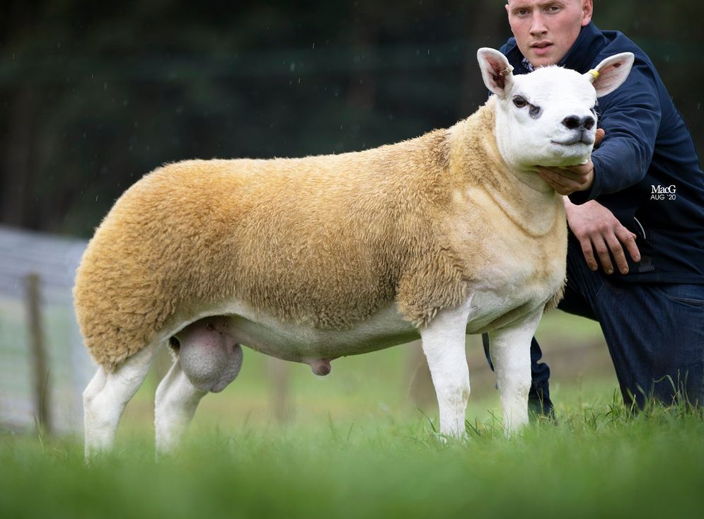 Double Diamond, domba Texel termahal yang dihargai Rp 7,1 miliar.